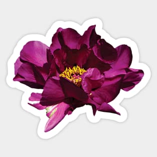 Peonies - Magenta Peony Sticker